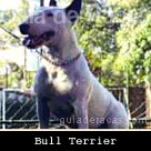 Bull Terrier