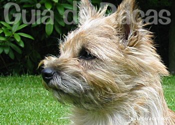 Cairn Terrier