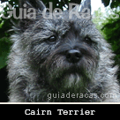Cairn Terrier