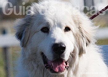 Cão da Montanha dos Pireneus