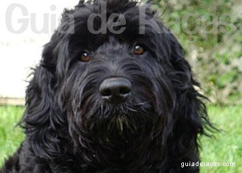 Cão D'água Português