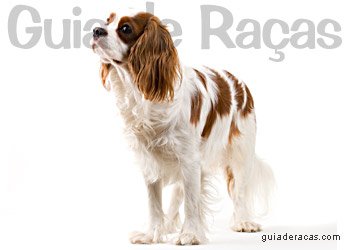 Cavalier King Charles Spaniel