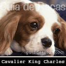Cavalier King Charles Spaniel