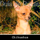 Chihuahua