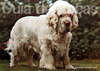 Clumber Spaniel