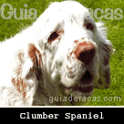 Clumber Spaniel
