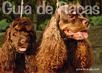 Cocker Spaniel Americano