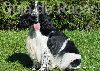Cocker Spaniel Ingls