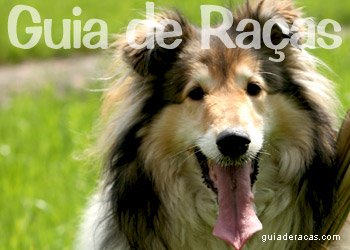 Collie