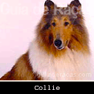 Collie