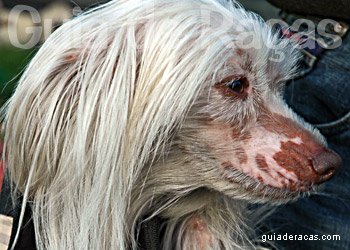Cristado Chinês (Cão de Crista Chinês)