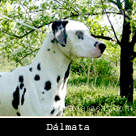 D&aacute;lmata