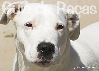 Dogo Argentino