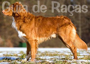 Nova Scotia Duck Tolling Retriever