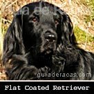Flat Coated Retriever
