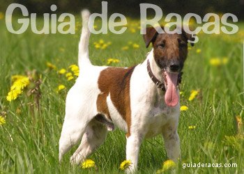 Fox Terrier de Pelo Liso