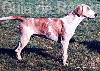 Foxhound Inglês
