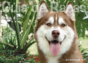 Husky Siberiano