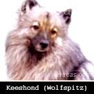 Keeshond