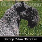 Kerry Blue Terrier