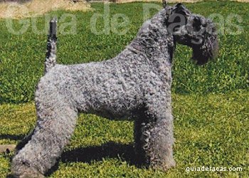 Kerry Blue Terrier