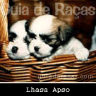 Lhasa Apso