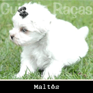 Maltês