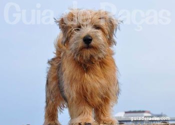 Norfolk Terrier
