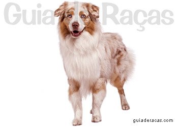 Pastor Australiano (Australian Shepherd)