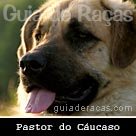 Pastor do Cáucaso