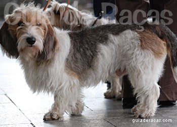 Petit Basset Griffon Vend&eacute;en