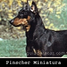 Pinscher Miniatura