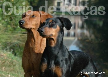 Raça Pinscher Miniatura