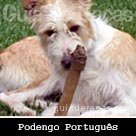 Podengo Portugu&ecirc;s