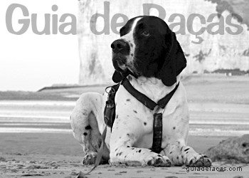 Pointer Inglês