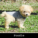 Poodle