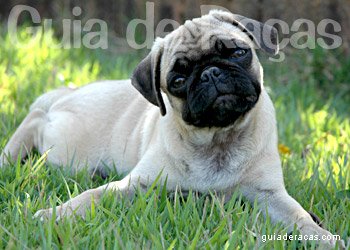 Pug