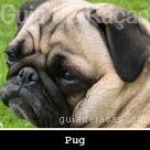 Pug