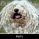 Ra&ccedil;a Puli
