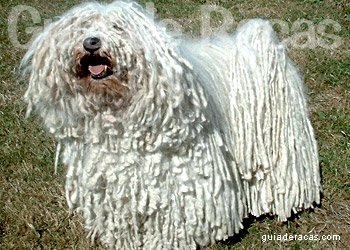 Puli