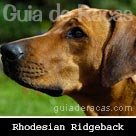 Rhodesian Ridgeback