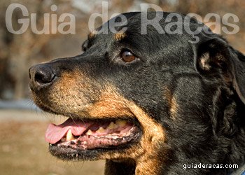 Rottweiler