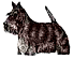 Scottish Terrier