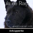 Schipperke