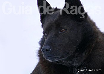 Schipperke