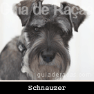 Schnauzer Standard