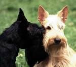 Raça Terrier Escocês