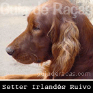 Setter Irlandês