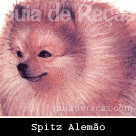 Spitz Alemão