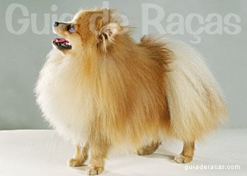 Spitz Alemão (Lulu da Pomerânia)